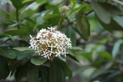 Ixora finlaysoniana